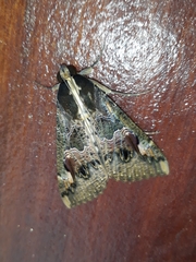 Sphingomorpha chlorea