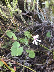 Pelargonium patulum patulum