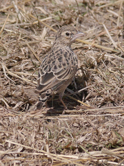 Alaudala somalica athensis