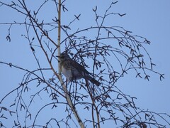 Turdus pilaris
