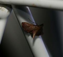 Endotricha mesenterialis