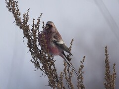 Carpodacus sibiricus