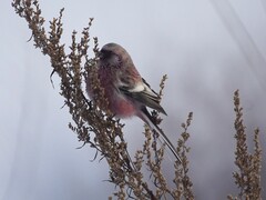 Carpodacus sibiricus