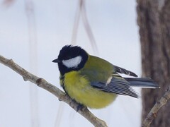 Parus major