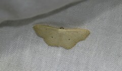 Scopula optivata