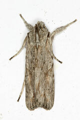 Lithophane leautieri