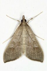 Mecyna asinalis