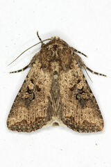 Mythimna languida