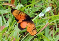 Acraea natalica