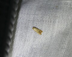 Tachystola hemisema