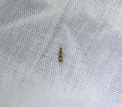 Hieromantis