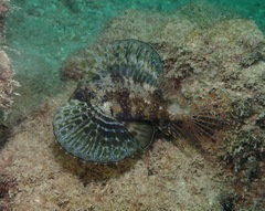 Dendrochirus barberi