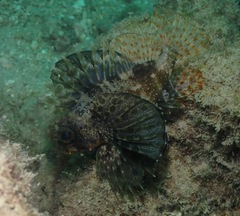 Dendrochirus barberi