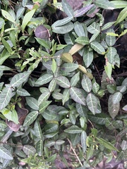 Trachelospermum asiaticum