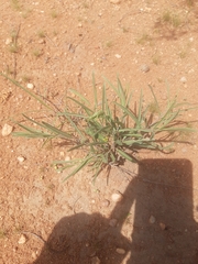 Raphionacme velutina