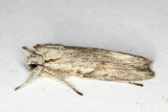 Lithophane leautieri