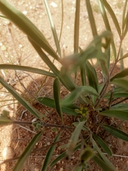 Raphionacme velutina