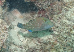 Canthigaster amboinensis