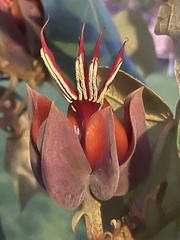 Chiranthodendron