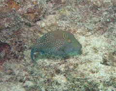 Canthigaster amboinensis