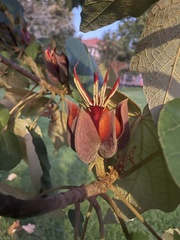 Chiranthodendron