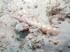 Terebra guttata