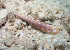 Terebra guttata