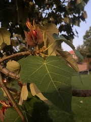 Chiranthodendron