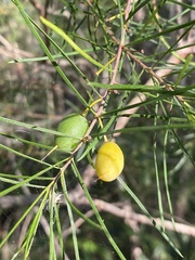 Persoonia virgata