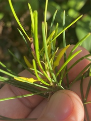 Persoonia virgata
