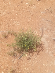 Stylosanthes fruticosa