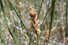 Carex gayana