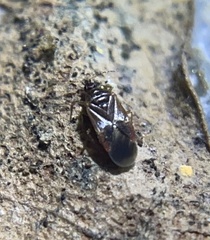 Cimicoidea