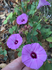 Ipomoea cordatotriloba