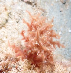Dasya iridescens