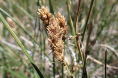 Carex gayana