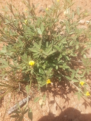 Stylosanthes fruticosa
