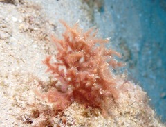 Dasya iridescens
