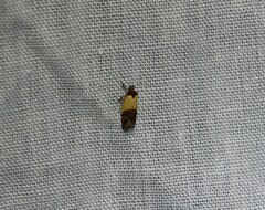 Heteroteucha dichroella