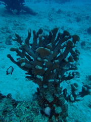 Pocillopora grandis