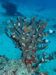 Pocillopora grandis