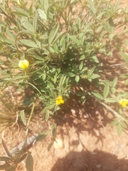 Stylosanthes fruticosa