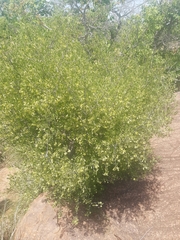 Vangueria triflora