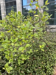 Magnolia liliiflora