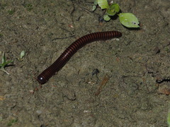 Leptogoniulus sorornus