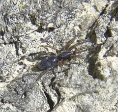 Sergiolus