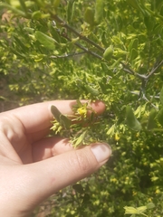 Vangueria triflora