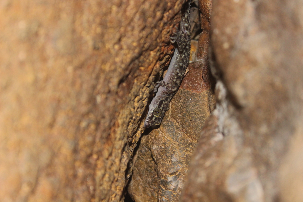 Wetar Bow-fingered Gecko (Cyrtodactylus wetariensis)