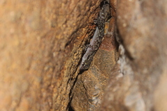 Cyrtodactylus wetariensis