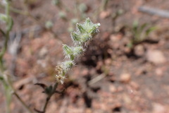 Cryptantha